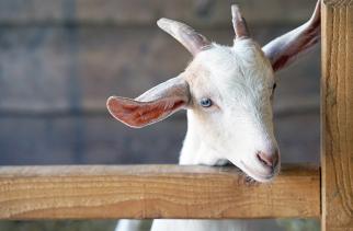 Positieve en negatieve effecten bij leven in de buurt van een veehouderij (onderzoek 2007-2013)